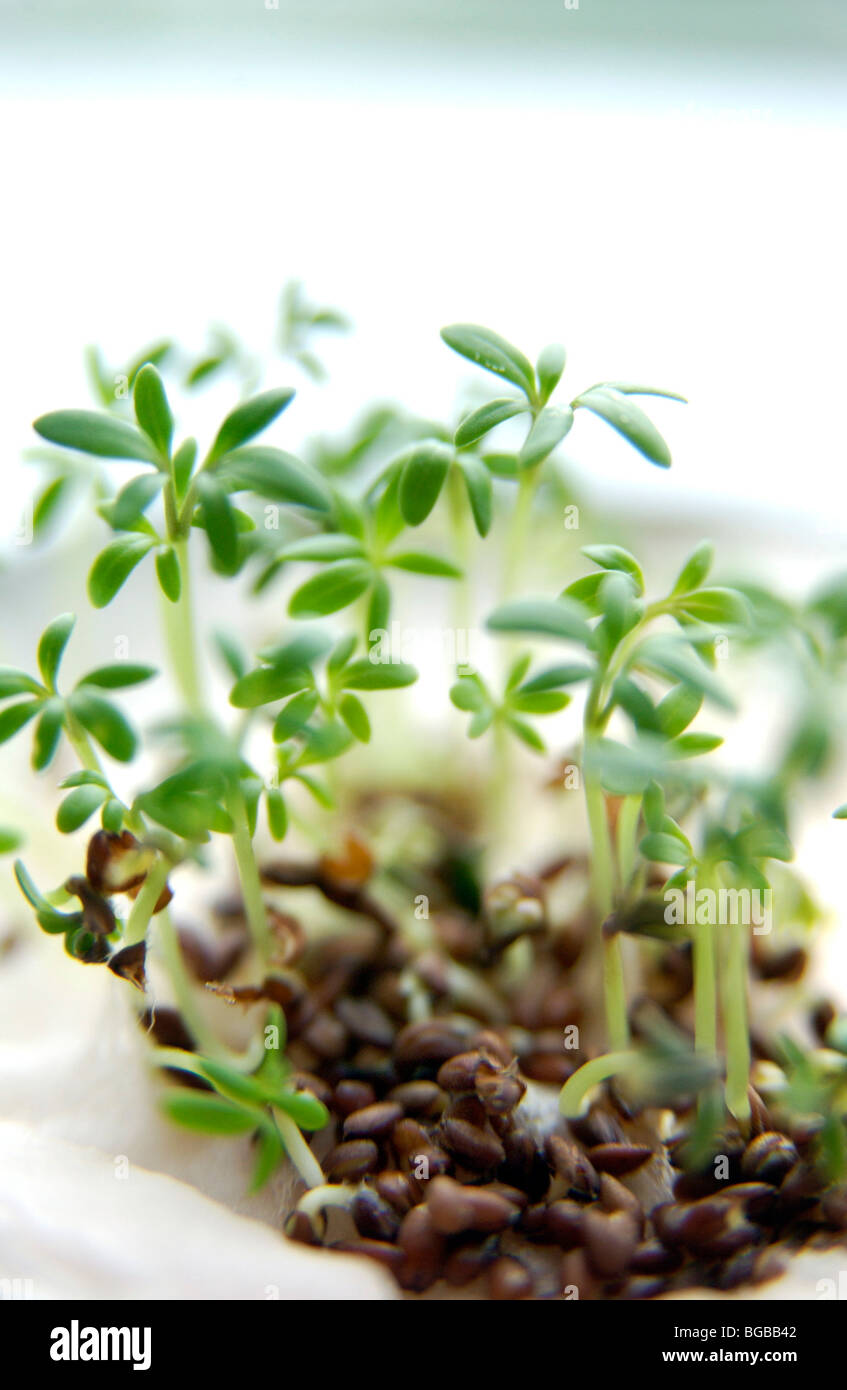 Foto von Grün schießt Erholung Samen Wachstum neue wachsende UK Stockfoto