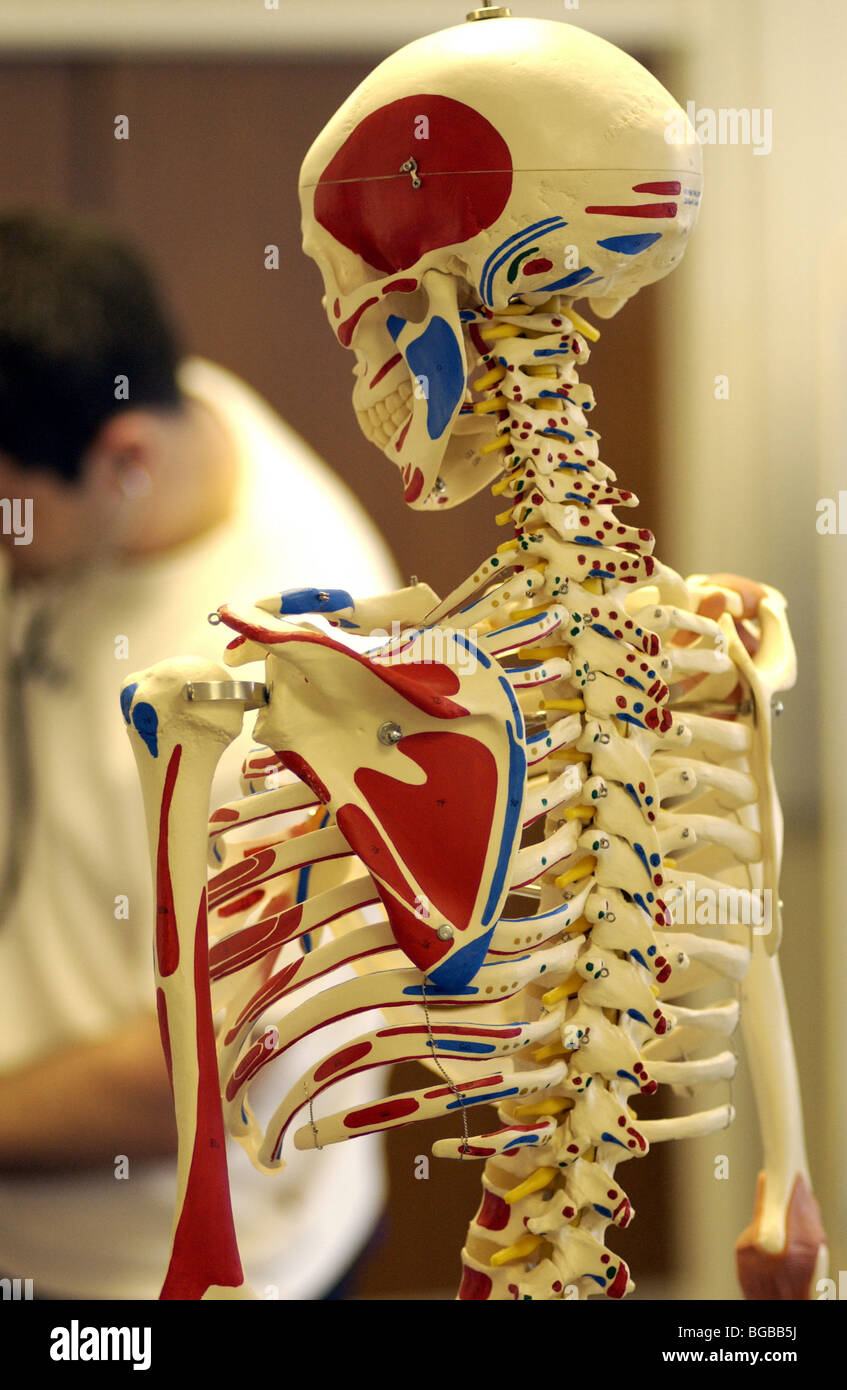 Royalty free Foto des Skeletts in NHS-Behandlungsraum. Stockfoto