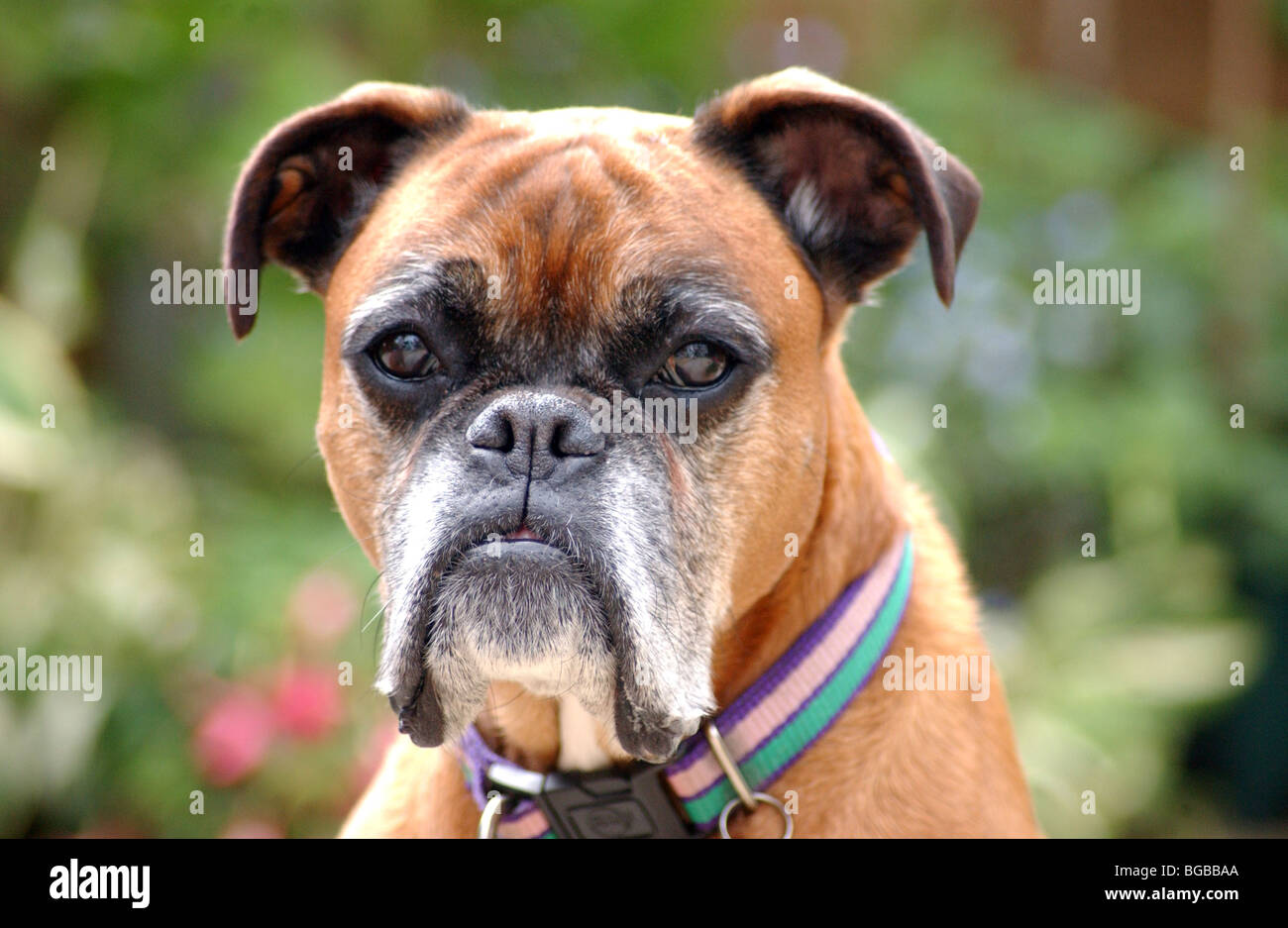 Lizenzfreie kostenlose Foto von ein Reifen Boxer Hund draußen in der Sonne im Vereinigten Königreich Stockfoto