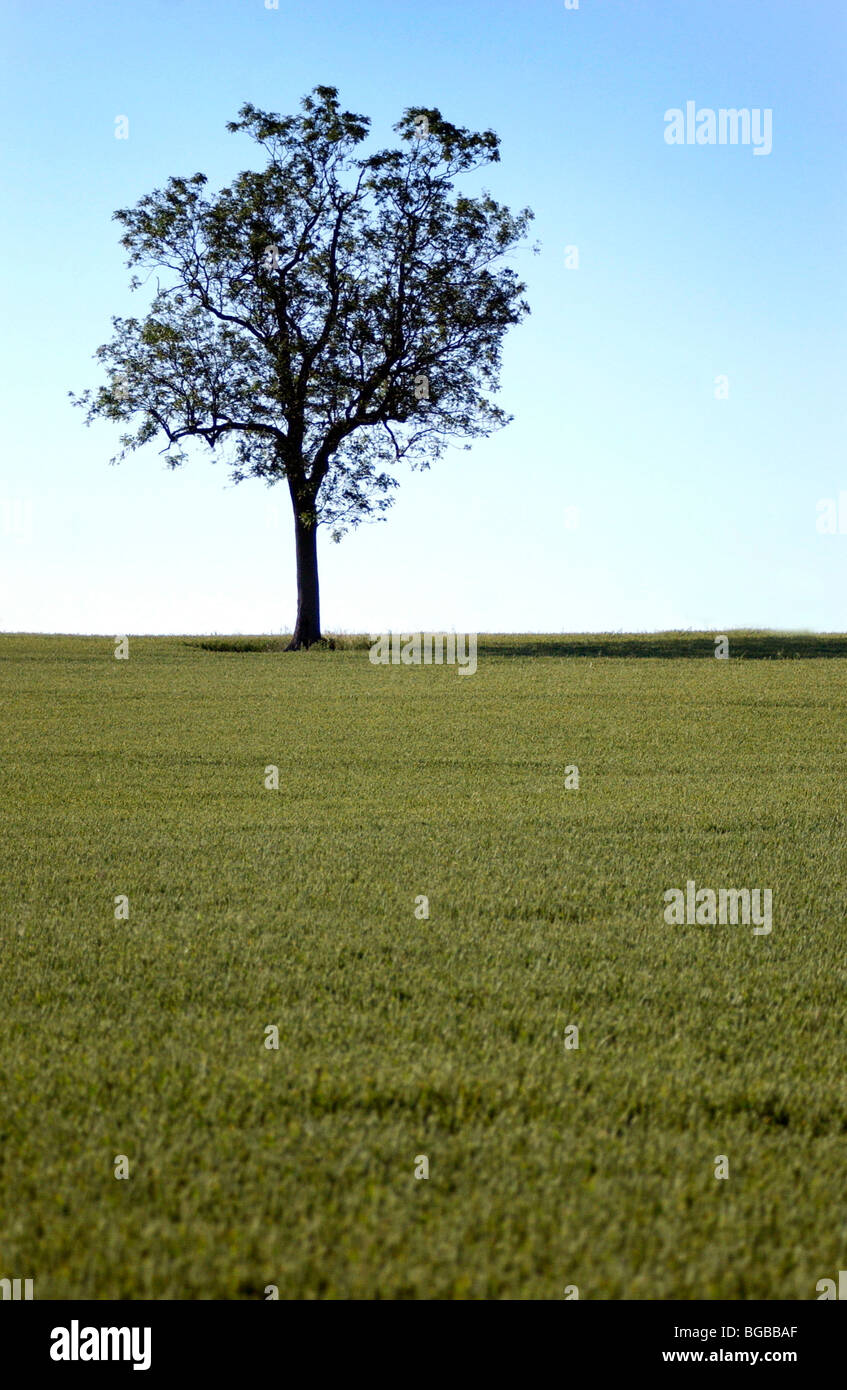 Lizenzfreie Kostenlose Foto Baum Feld Natur Horizont Landschaft Stockfotografie Alamy