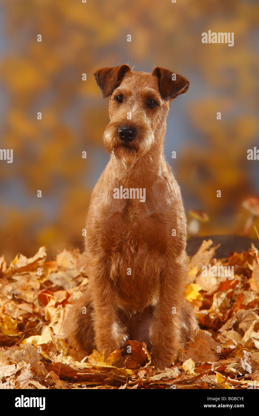 Irish Terrier / Herbst Laub Stockfoto