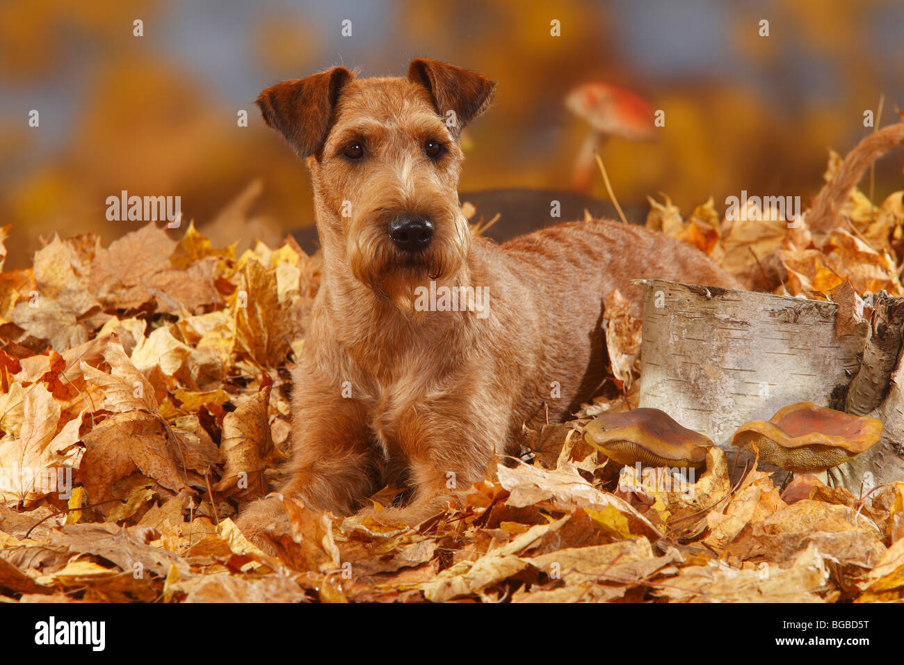 Irish Terrier / Herbst Laub Stockfoto