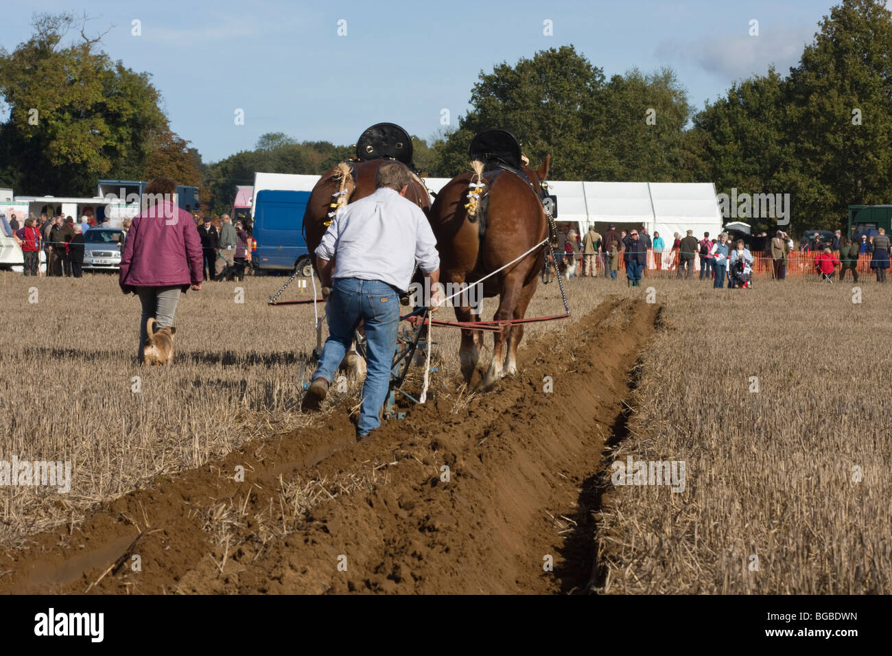 Shire Horses am Pflügen Match, West Sussex, UK Stockfoto