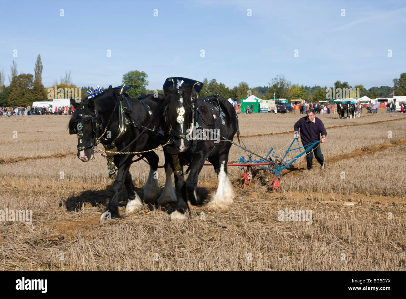 Shire Horses am Pflügen Match, West Sussex, UK Stockfoto