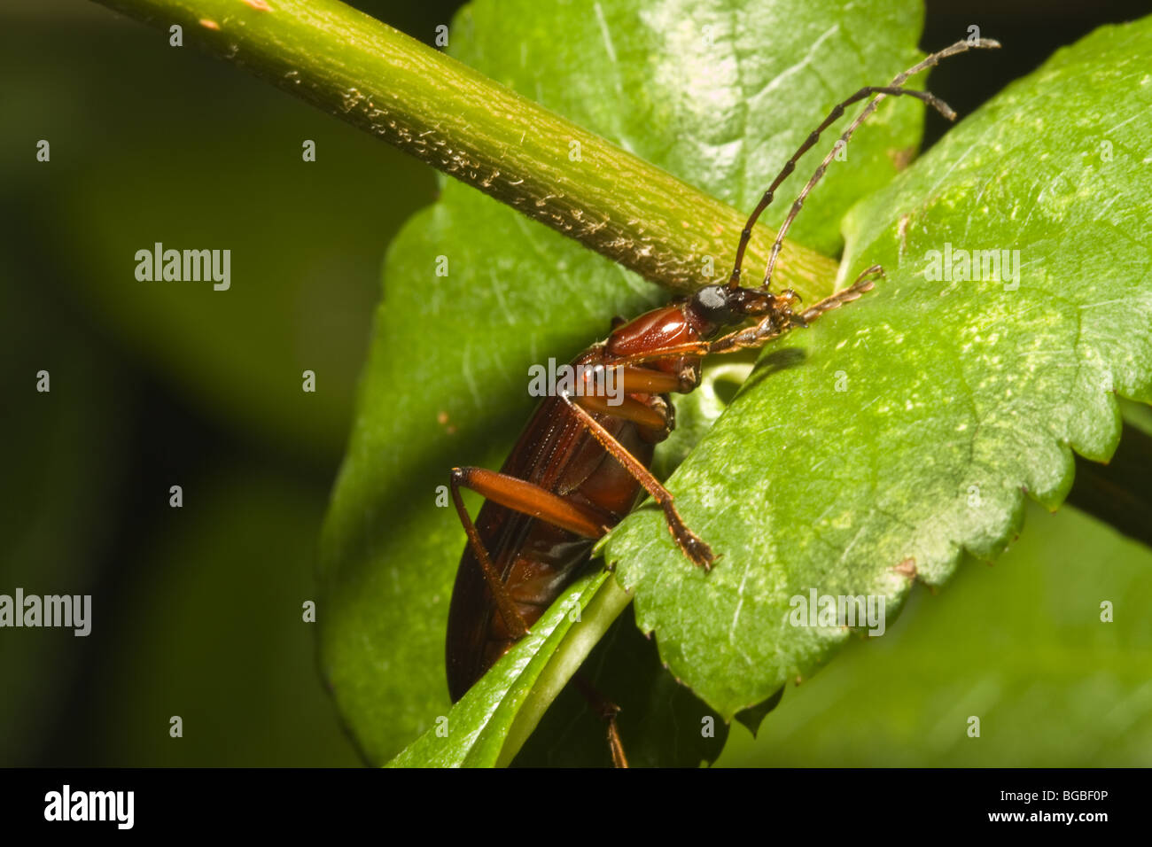 Lang-gehörnter Käfer Stockfoto