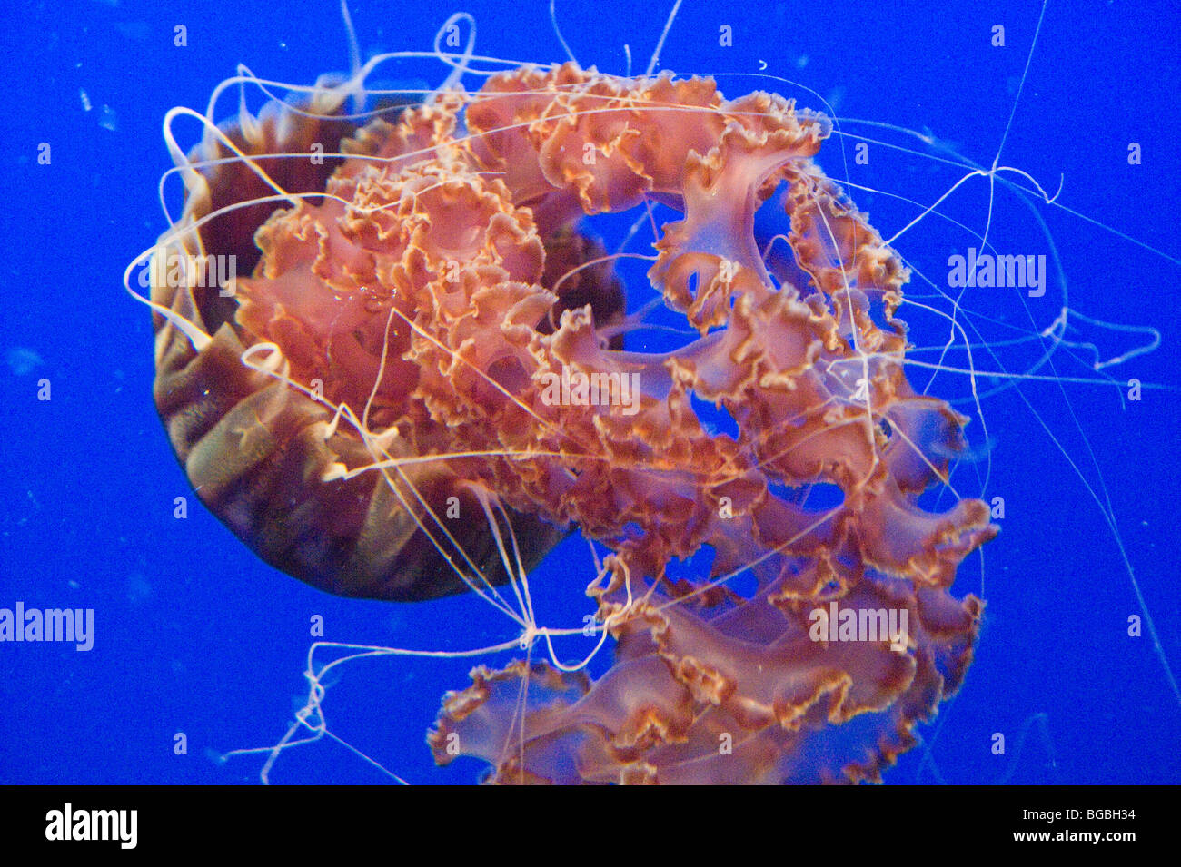 Quallen schwimmen in der Tiefsee Stockfoto