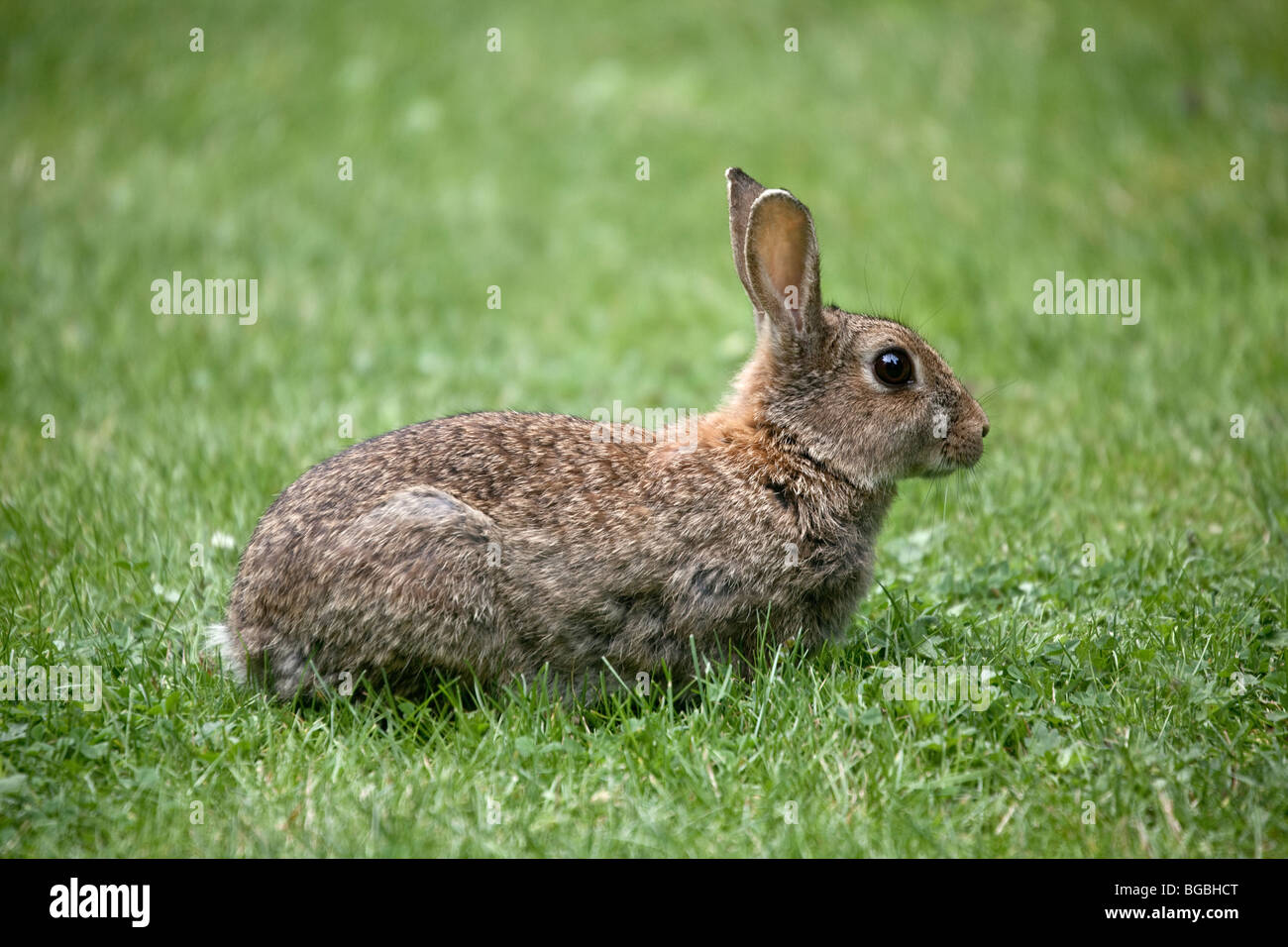 Europäische Kaninchen Oryctolagus Cuniculus in Garten Stockfoto