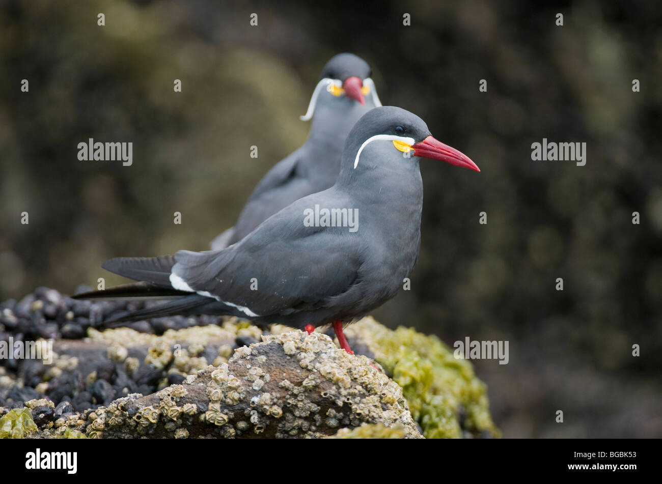 Inka-Seeschwalbe (Larosterna Inca) paar in Gezeitenzone, La Isla, Pucusana, PERU Stockfoto