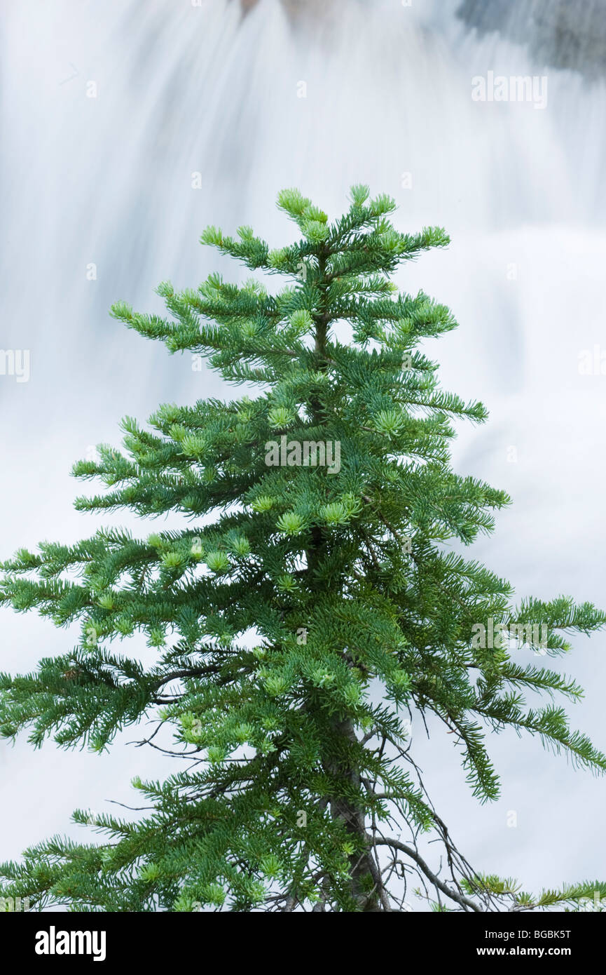 Subalpine Tanne (Abies Lasiocarpa) und Wasserfall, Mount-Rainier-Nationalpark, Washington Stockfoto