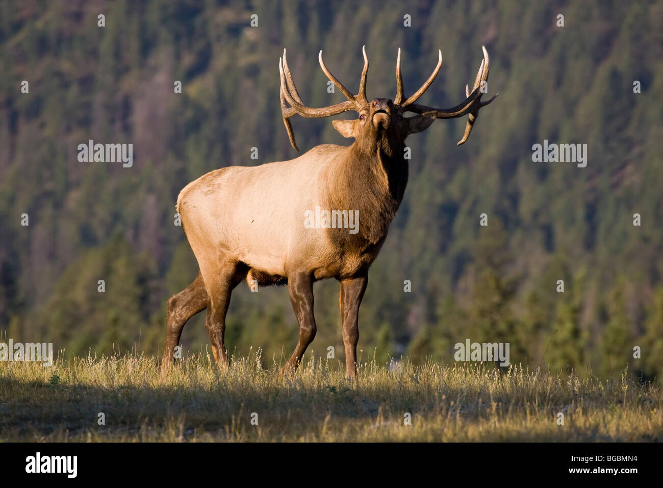 Bull Elk Display und Aggression in der jährlichen Brunft Stockfoto