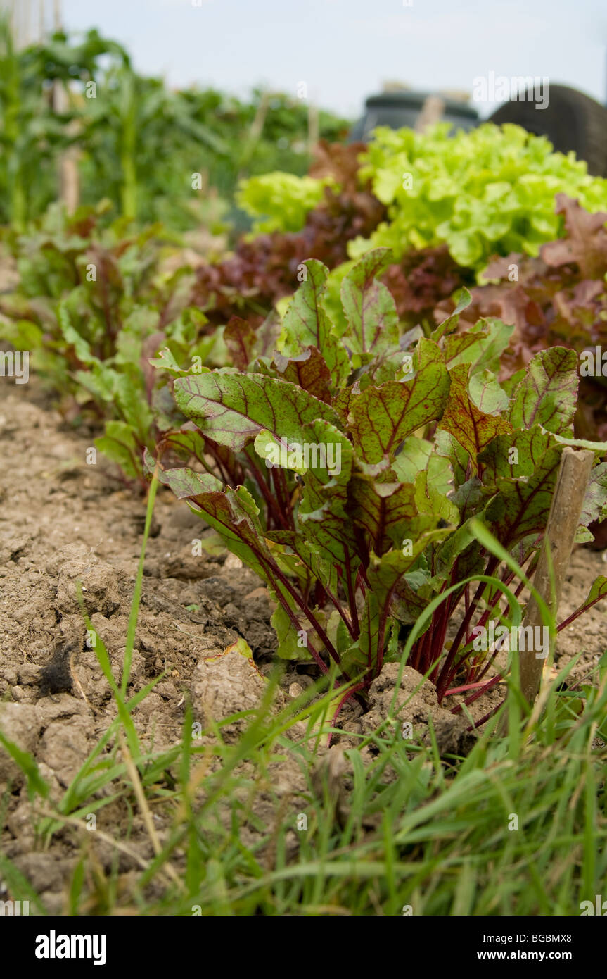 Zeile der junge rote Beete Pflanzen bereit, mit Salat wächst im Hintergrund auf einer Zuteilung ausgedünnt werden Stockfoto