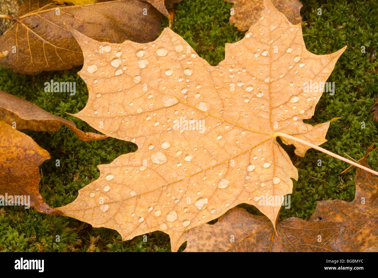 Wassertropfen auf einem Ahornblatt auf dem Boden in den Wäldern im Herbst. Stockfoto