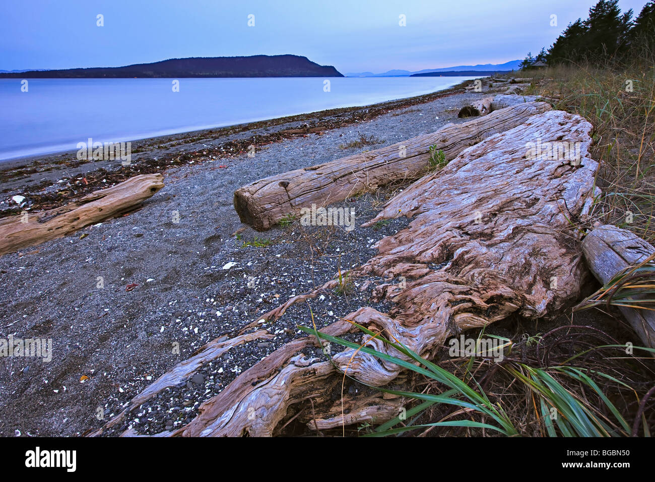 Treibholz übersät entlang des Strandes im Fillongley Provincial Park auf dem östlichen Ufer von Denman Island mit Blick auf Hornby Stockfoto
