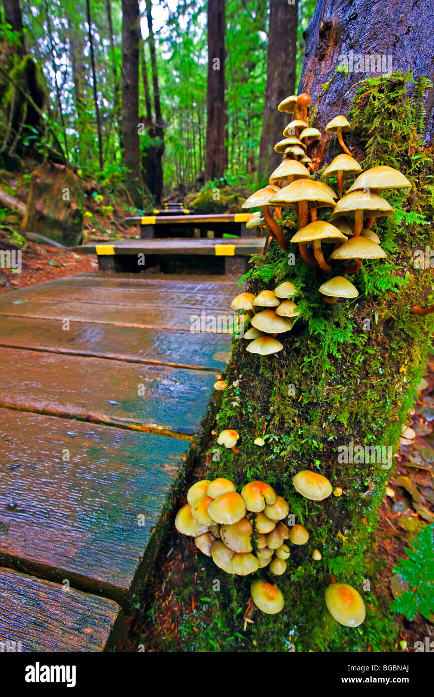 Pilze und Moos auf einem Baum im Regenwald von Maquinna Marine Provincial Park entlang der Promenade zu heißen Sprin Stockfoto