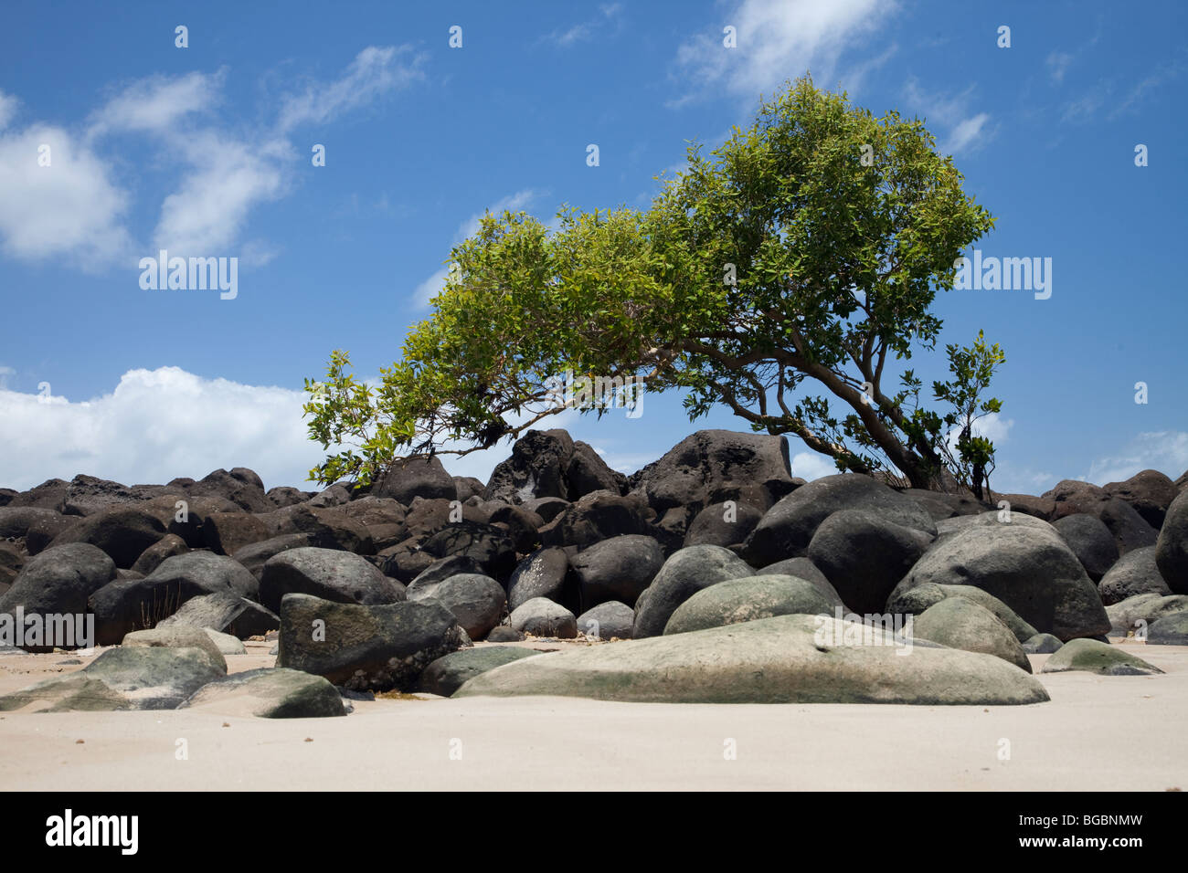 Rote Mangrove, Rhizophora mangle, Mission Beach, Queensland, Australien Stockfoto