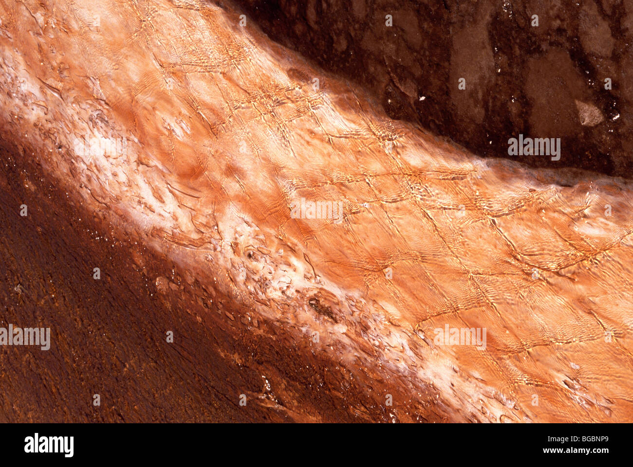 Orange Algen im Wasser hautnah Stockfoto