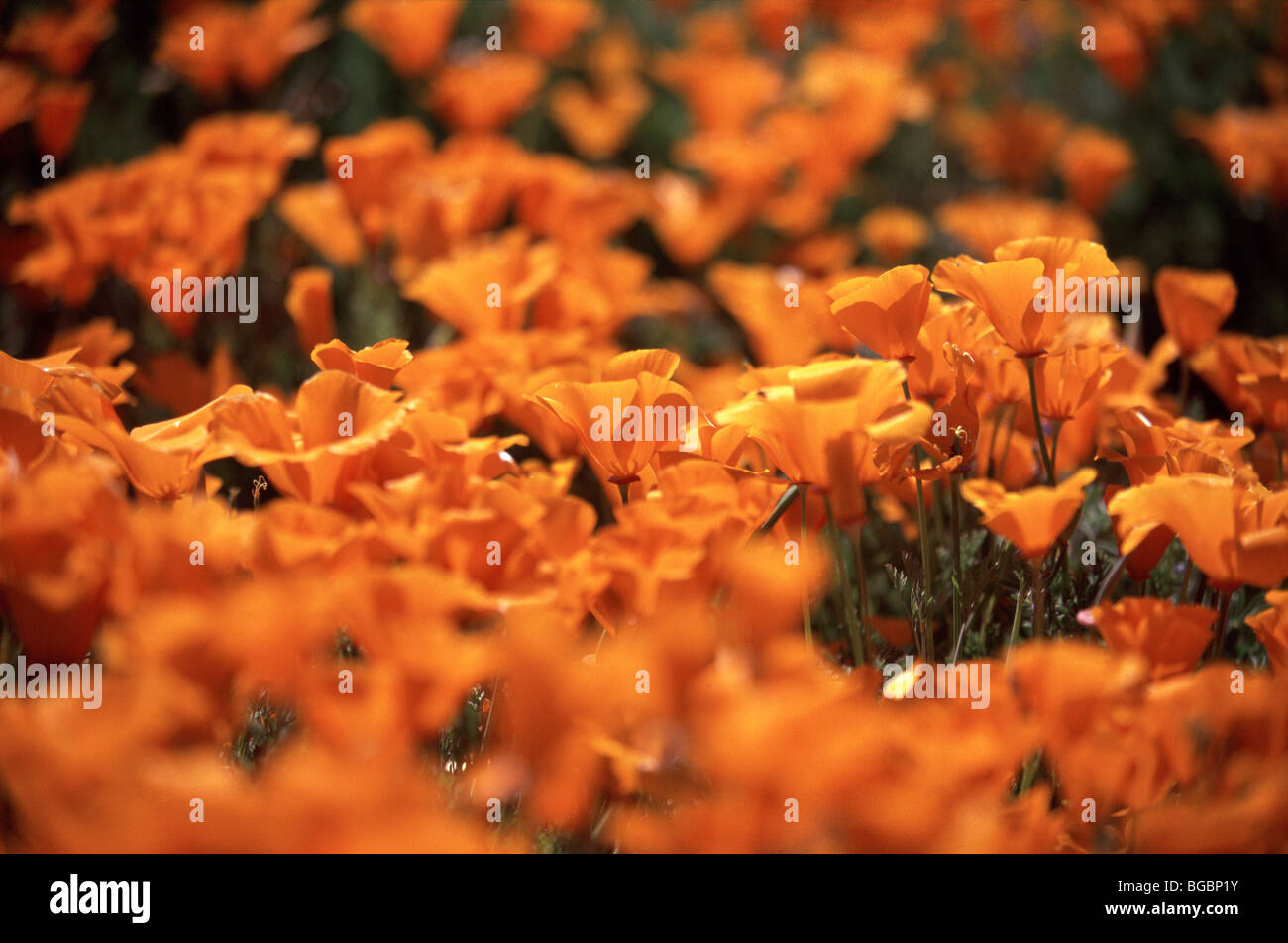 California Poppies hautnah im Feld Stockfoto