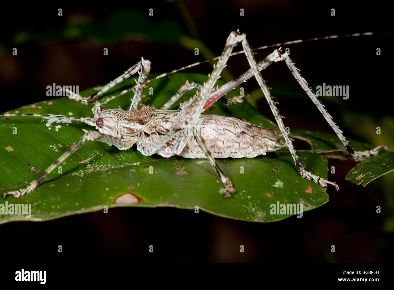 Regenwald Cricket, Josephine Falls, Queensland, Australien Stockfoto