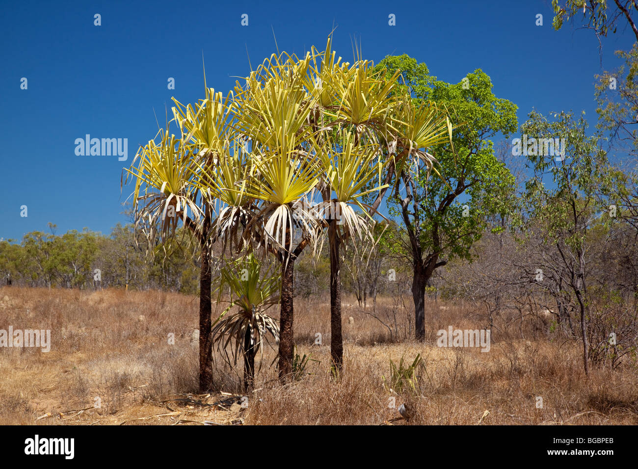 Pandanus-Bäume, Mount Karabiner, Queensland, Australien. Stockfoto