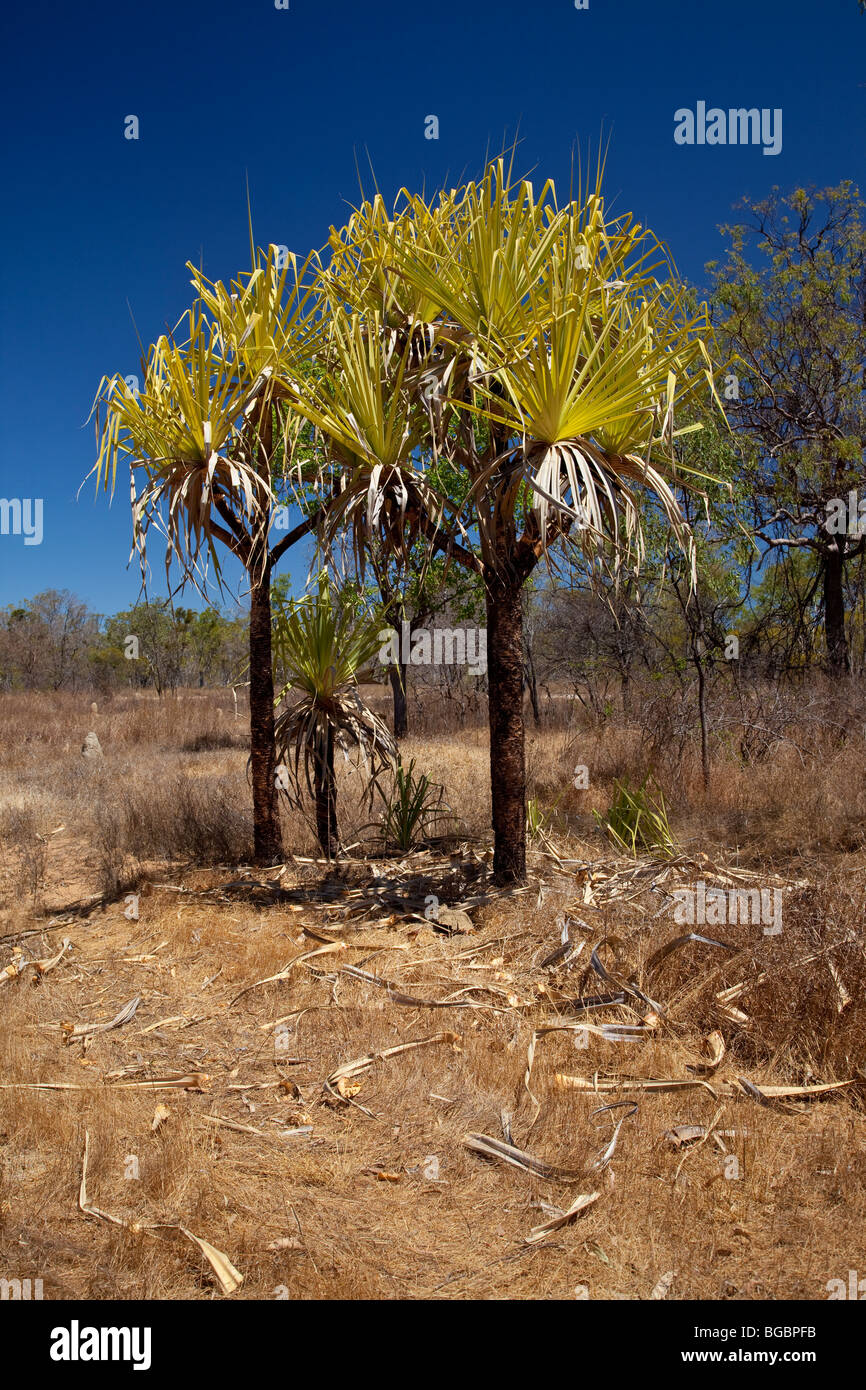 Pandanus-Bäume, Mount Karabiner, Queensland, Australien. Stockfoto