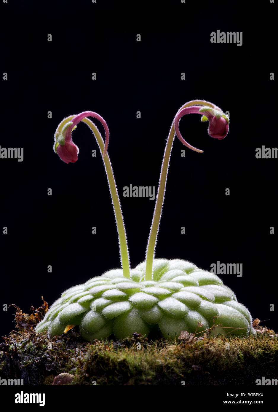 Laus Fettkraut Pinguicula Laueana, Mexiko Stockfoto