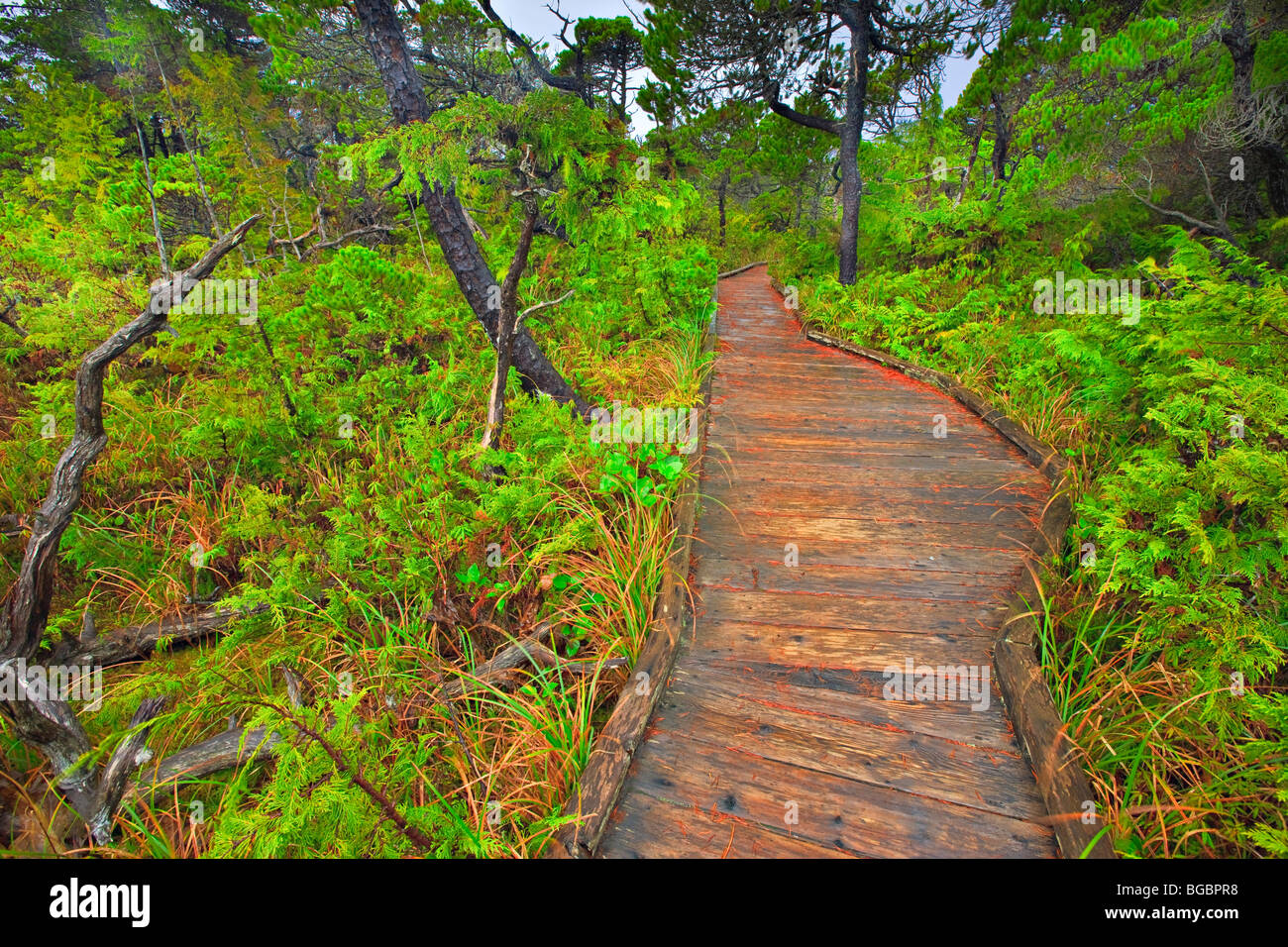 Promenade entlang der Shorepine Bog Trail, Pacific Rim National Park, Long Beach Unit, UNESCO-Biosphärenreservat Clayoquot Sound, W Stockfoto