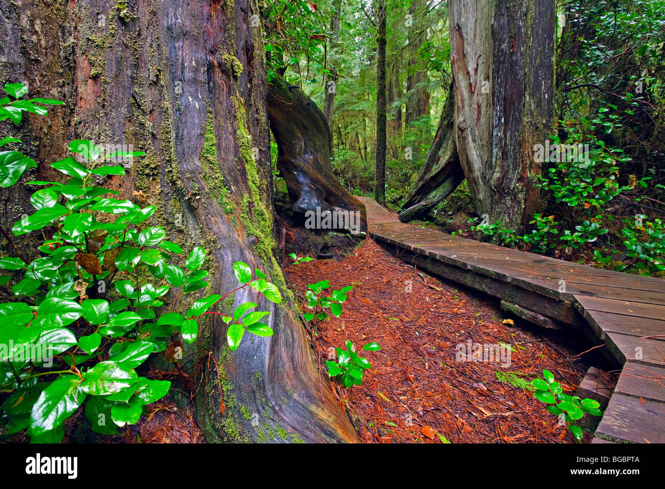 Promenade entlang der Rainforest Trail zwischen zwei westlichen Redcedar Bäume (westliche rote Zeder), Thuja Plicata, an der Küste Stockfoto