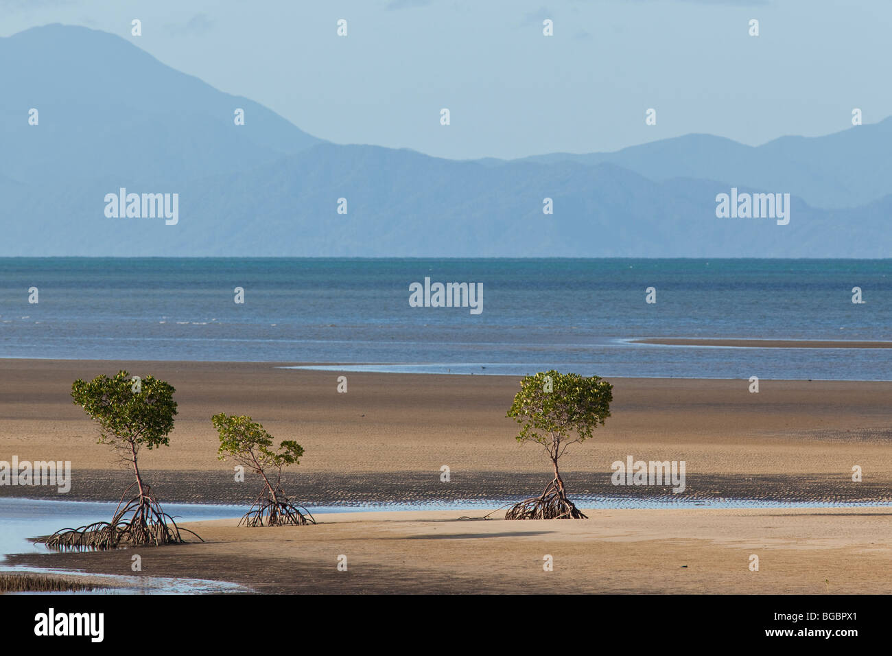 Rote Mangrove, Rhizophora Mangle, Queensland, Australien Stockfoto
