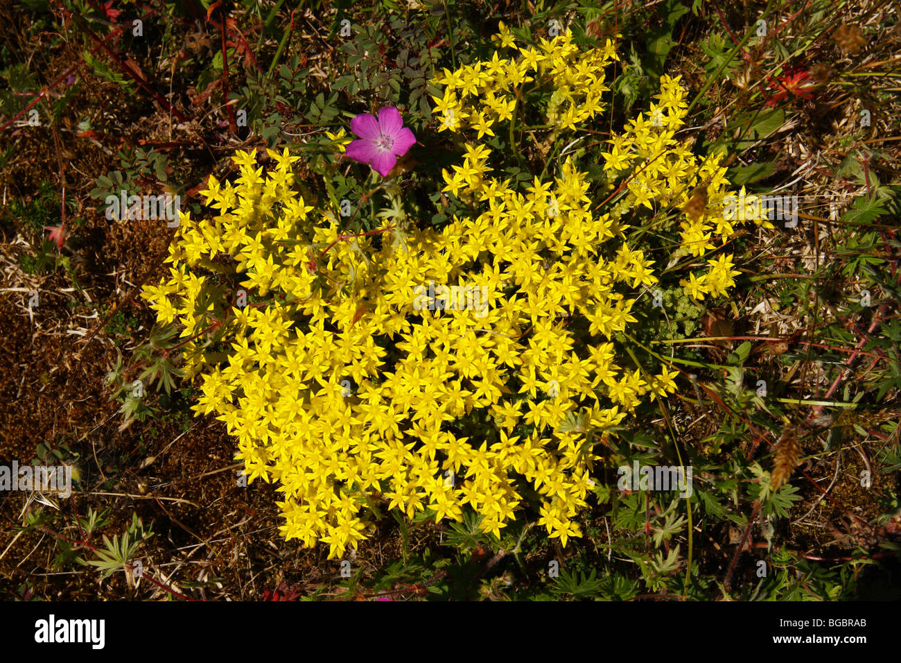 Fetthenne, Sedum Acre beißen, auch bekannt als Goldmoss Fetthenne, Goldmoss Sedum oder Wallpepper Stockfoto