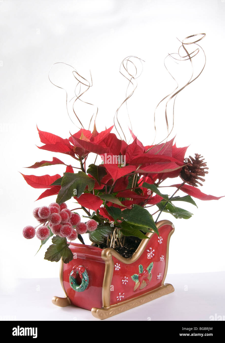 Weihnachtsstern-Pflanzen in einen Blumenstrau in einem roten Weihnachten  Schlitten angeordnet Stockfotografie - Alamy