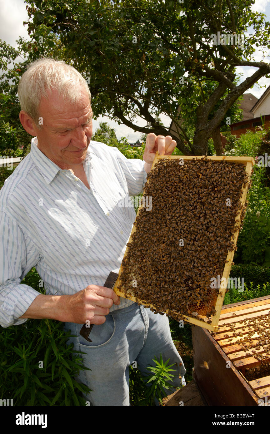 Imker mit Waben seine Honigbienen, Düren, Deutschland, Europa Stockfoto