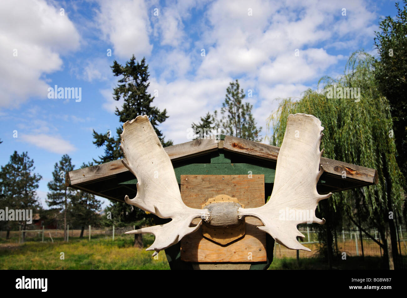 Elch Geweih, Kamloops Eisenbahnmuseum, Kamloops, Britisch-Kolumbien, Kanada Stockfoto