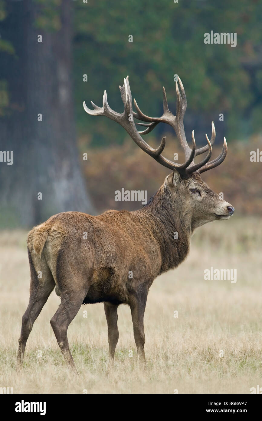 Eine ausgereifte schön Rotwild Hirsch während der Brunft im Herbst Stockfoto