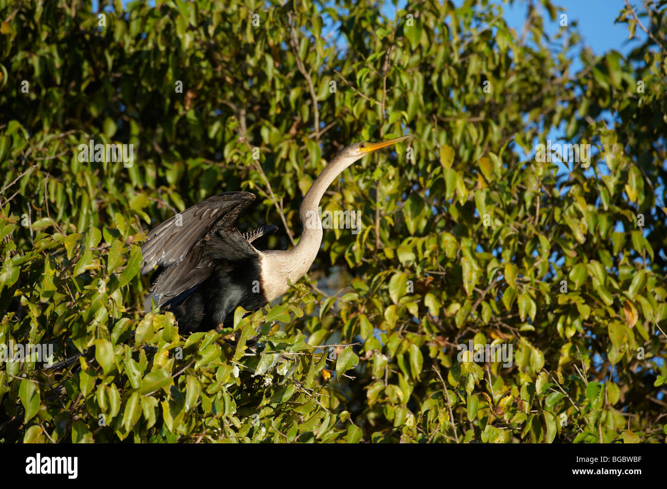 Anhinga oder amerikanischen Darter, Anhinga Anhinga, PANTANAL, MATO GROSSO, Brasilien, Südamerika Stockfoto