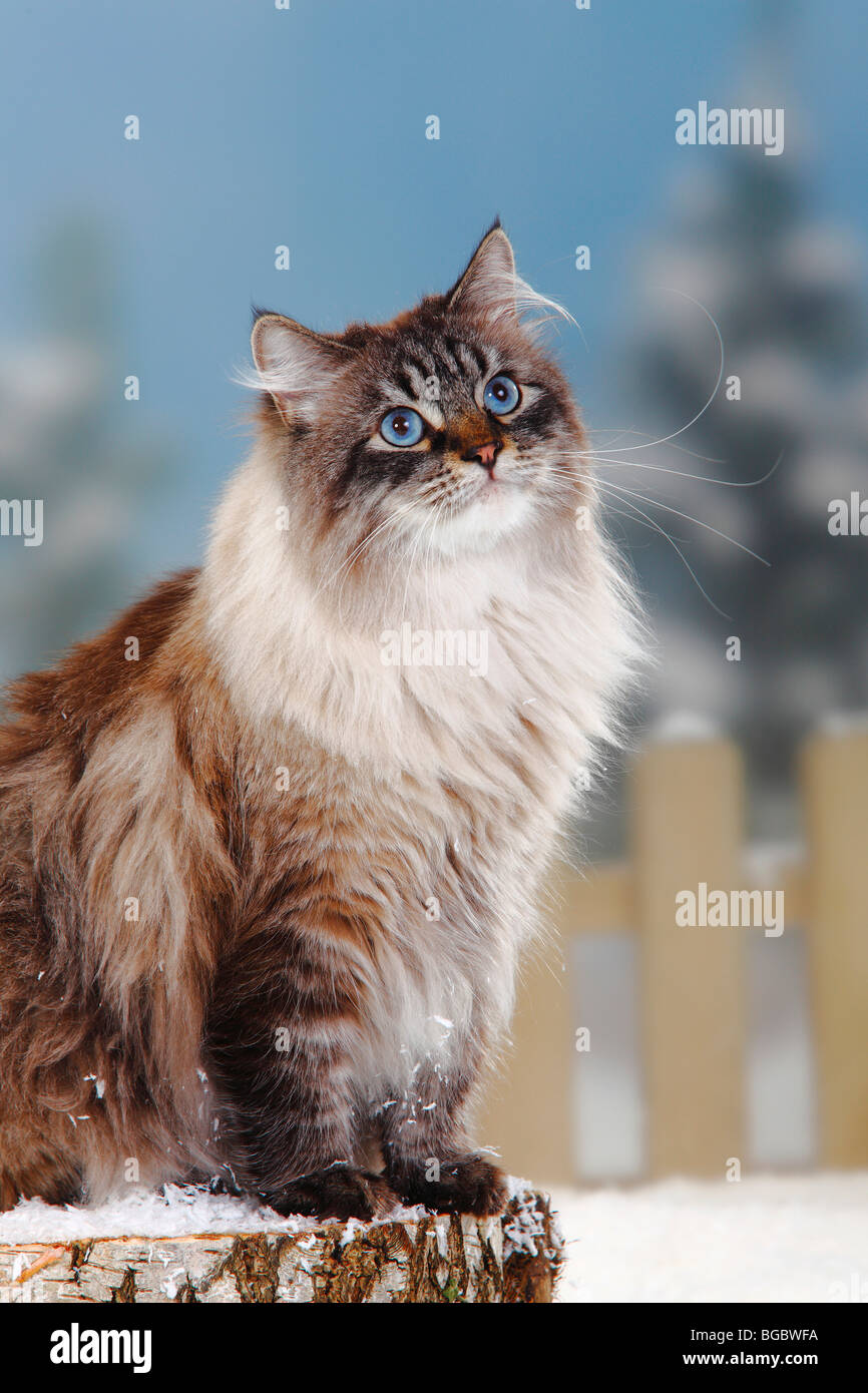 Seal Tabby Point Neva Masquerade Sibirier -Fotos Und -Bildmaterial In