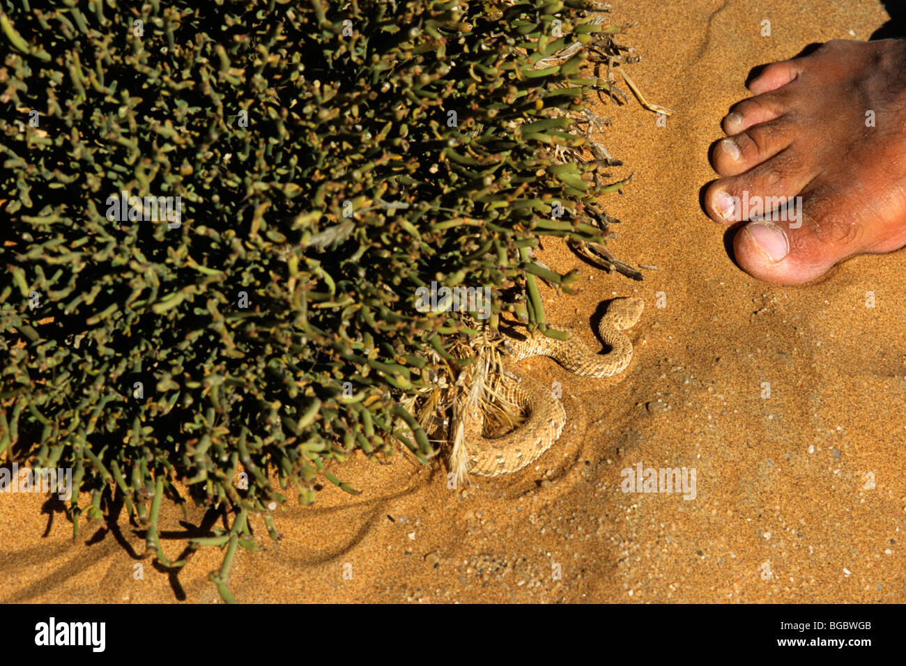 Sidewinder-Schlange, Peringuey Addierer, Peringueys Wüste Addierer, vorwärtsschlängelnden Addierer (Bitis Peringueyi), Namib-Wüste, Namibia, Afr Stockfoto