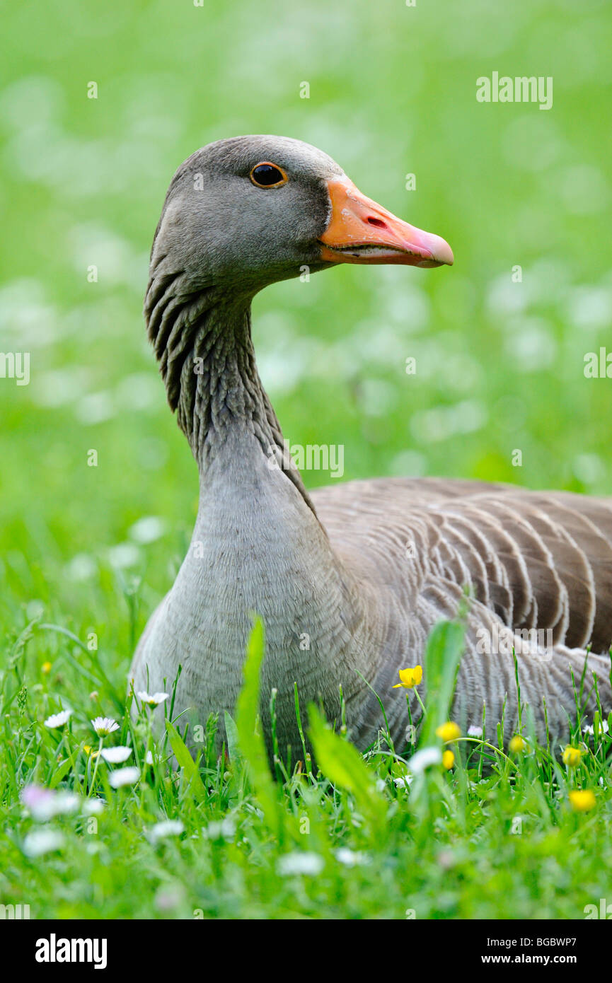 Graugans (Anser Anser) Stockfoto