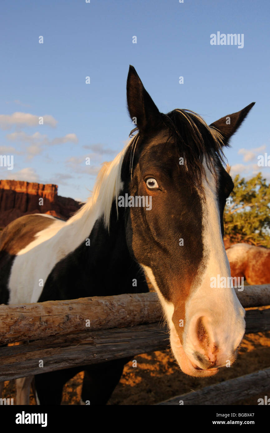 Pferd mit blauen Augen, Torrey, Capitol Reef National Park, Utah, USA Stockfoto
