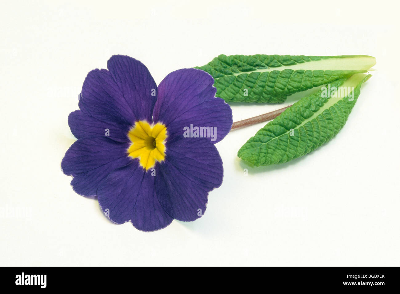 Garten Primel (Primula Acaulis-Hybrid, Primula Vulgaris-Hybrid), blaue Blume mit Blättern, Studio Bild. Stockfoto