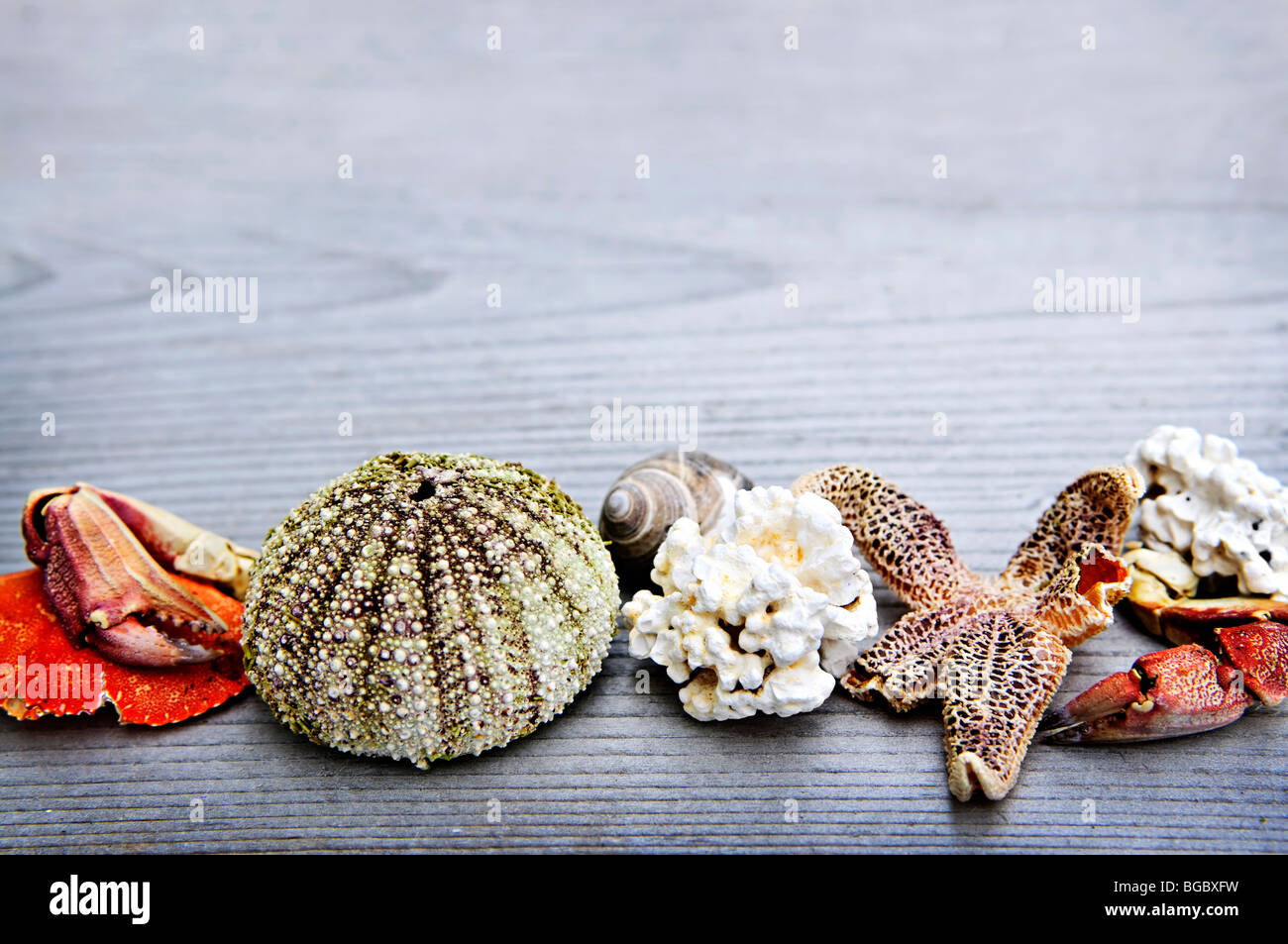 Verschiedene Arten von Meereslebewesen vom Atlantischen Ozean in Neufundland, Kanada Stockfoto