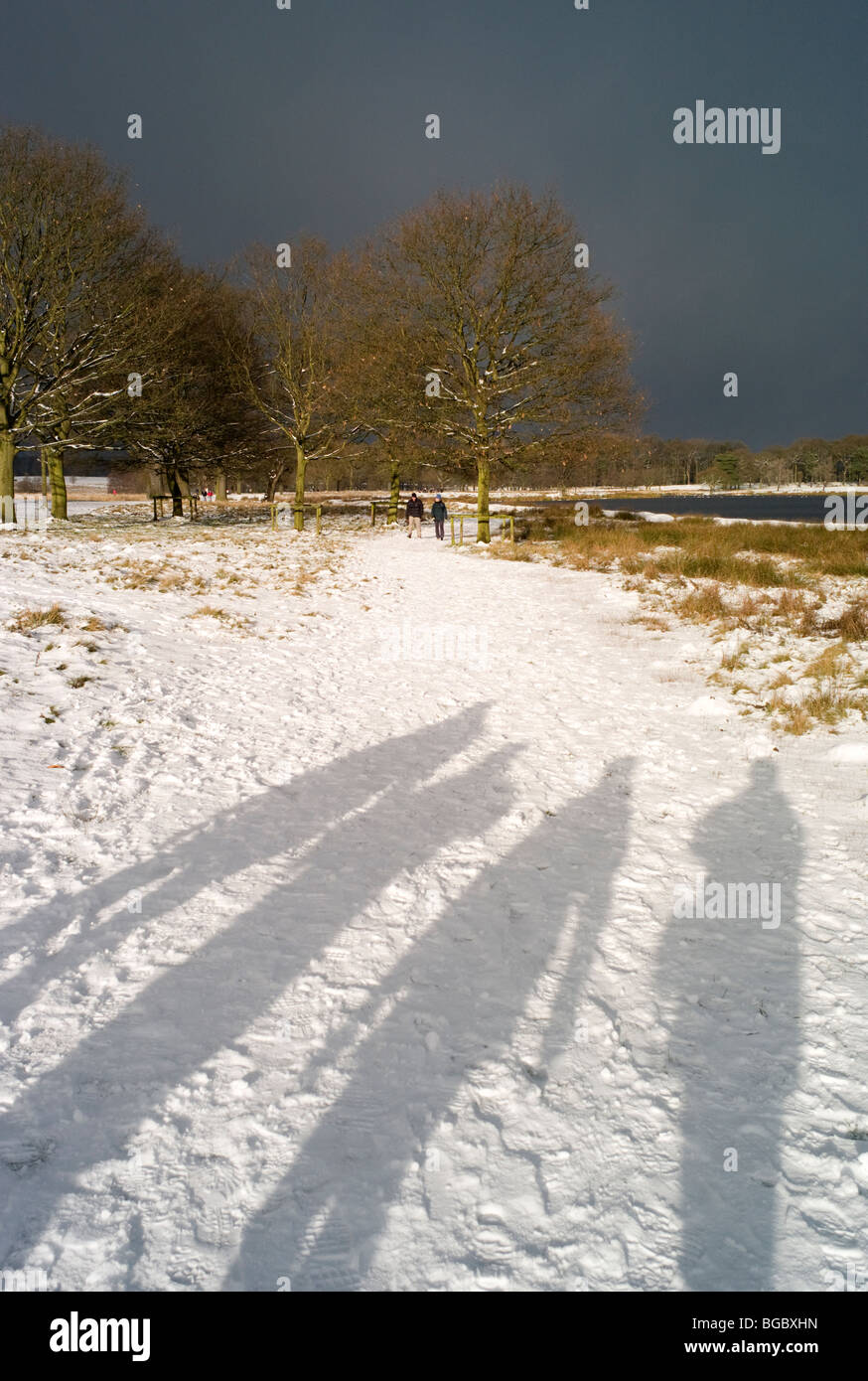 Winter Schatten Tatton Park Cheshire UK Stockfoto