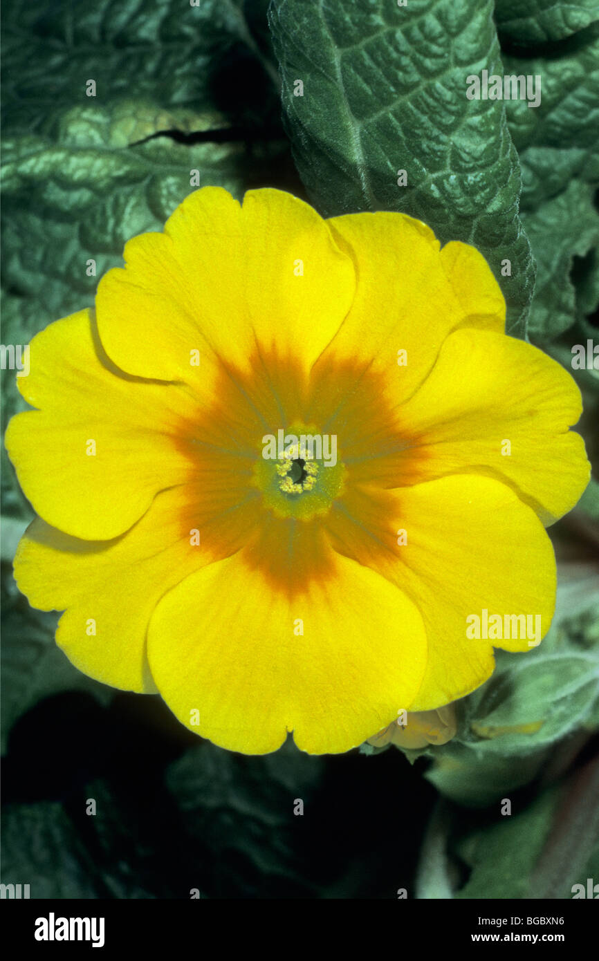 Garten Primel (Primula Acaulis-Hybrid, Primula Vulgaris-Hybrid), gelbe Blume. Stockfoto