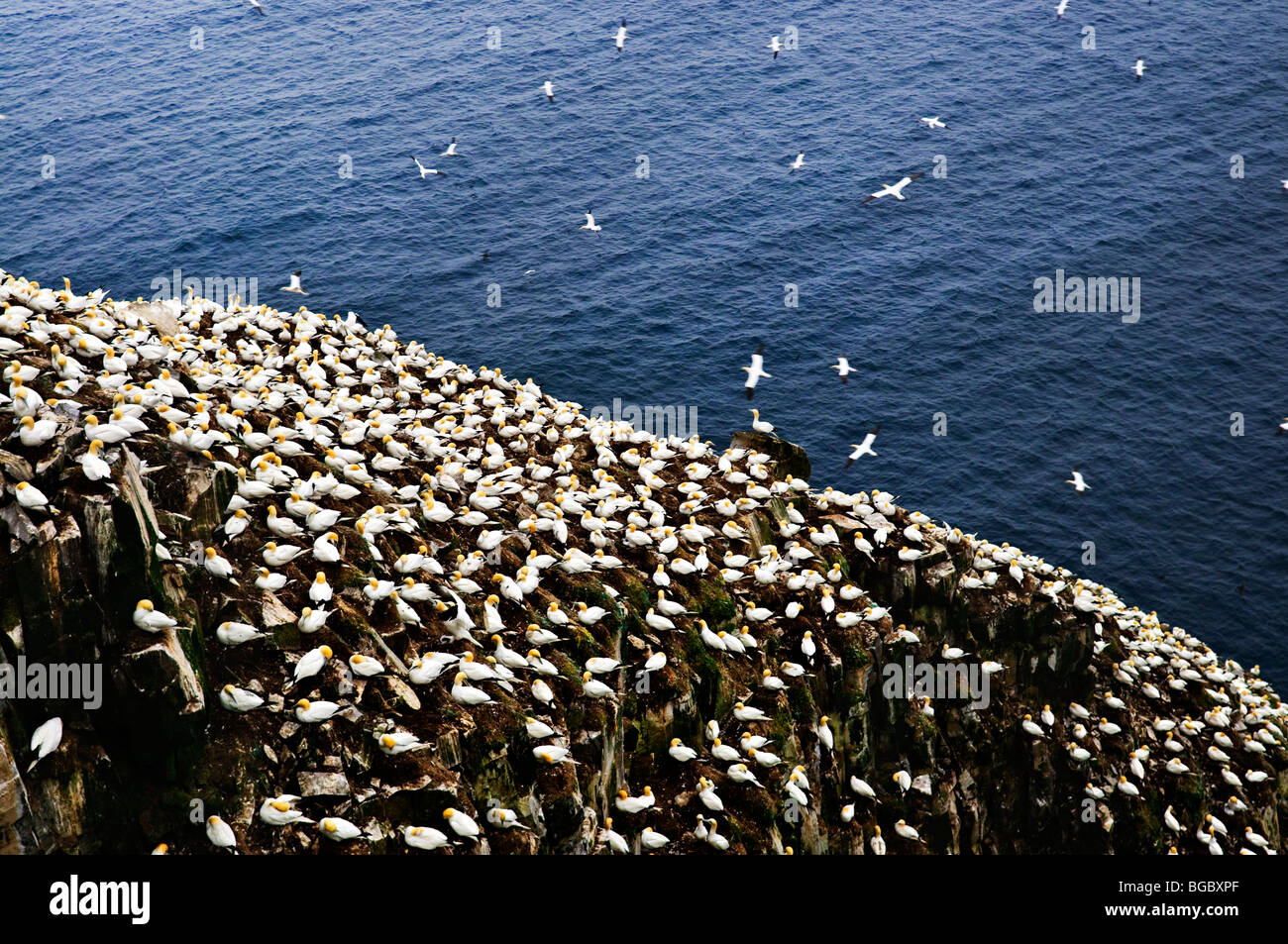 Basstölpel am Cape St. Mary's ökologische Bird Sanctuary in Neufundland Stockfoto