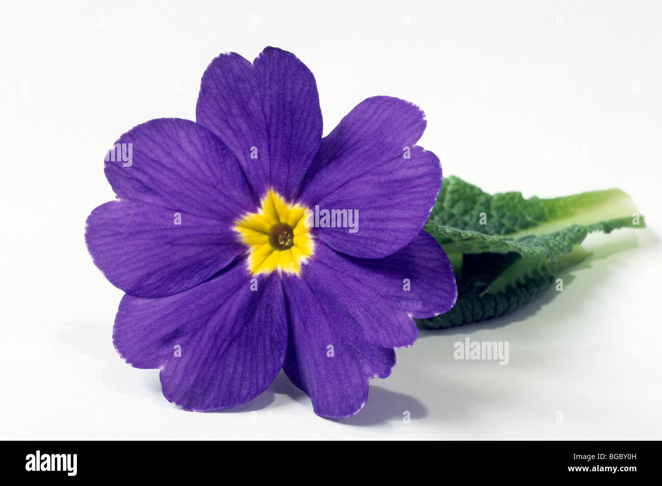 Garten Primel (Primula Acaulis-Hybrid, Primula Vulgaris-Hybrid), blaue Blume mit Blättern, Studio Bild. Stockfoto