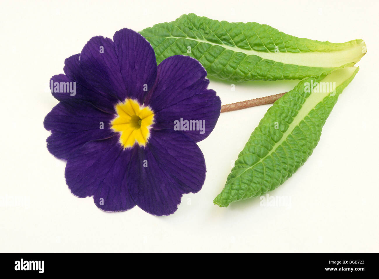 Garten Primel (Primula Acaulis-Hybrid, Primula Vulgaris-Hybrid), blaue Blume mit Blättern, Studio Bild. Stockfoto