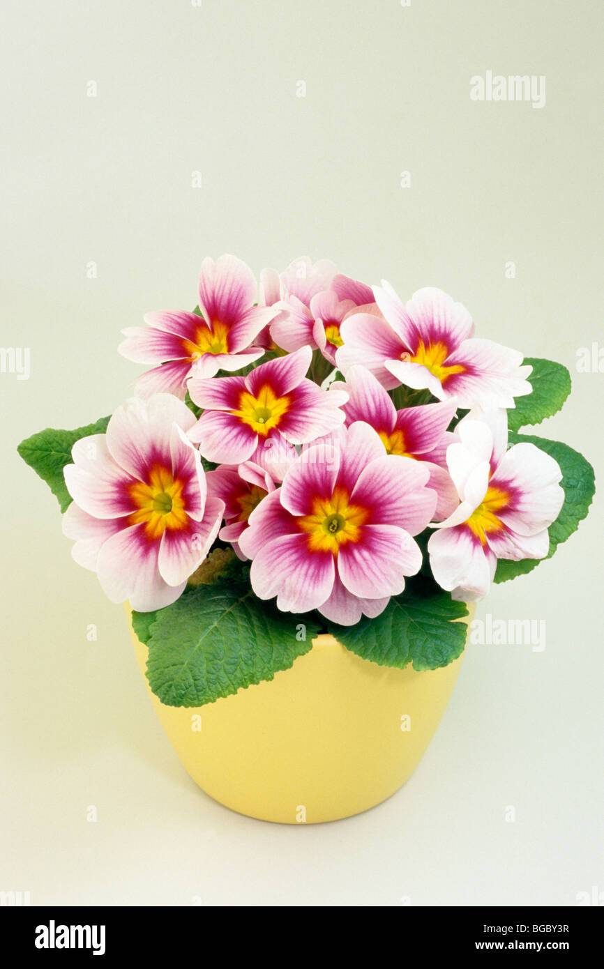 Garten Primel (Primula Acaulis-Hybrid, Primula Vulgaris-Hybrid), Topfpflanze mit rosa Blüten, Studio Bild. Stockfoto