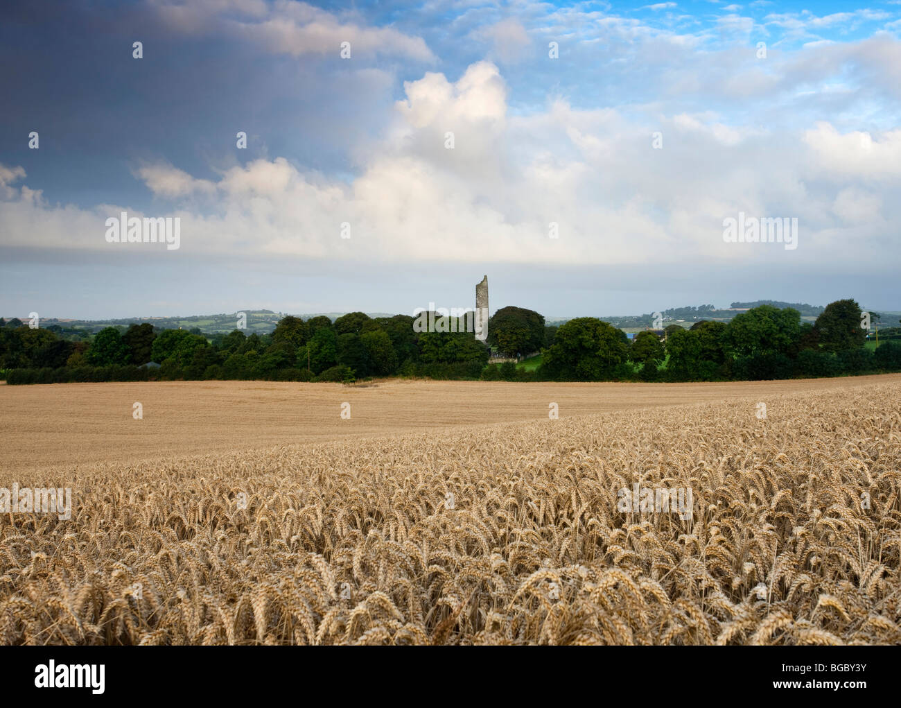 Rundturm an Monasterboice County Louth, umgeben von einem Feld von Weizen Stockfoto