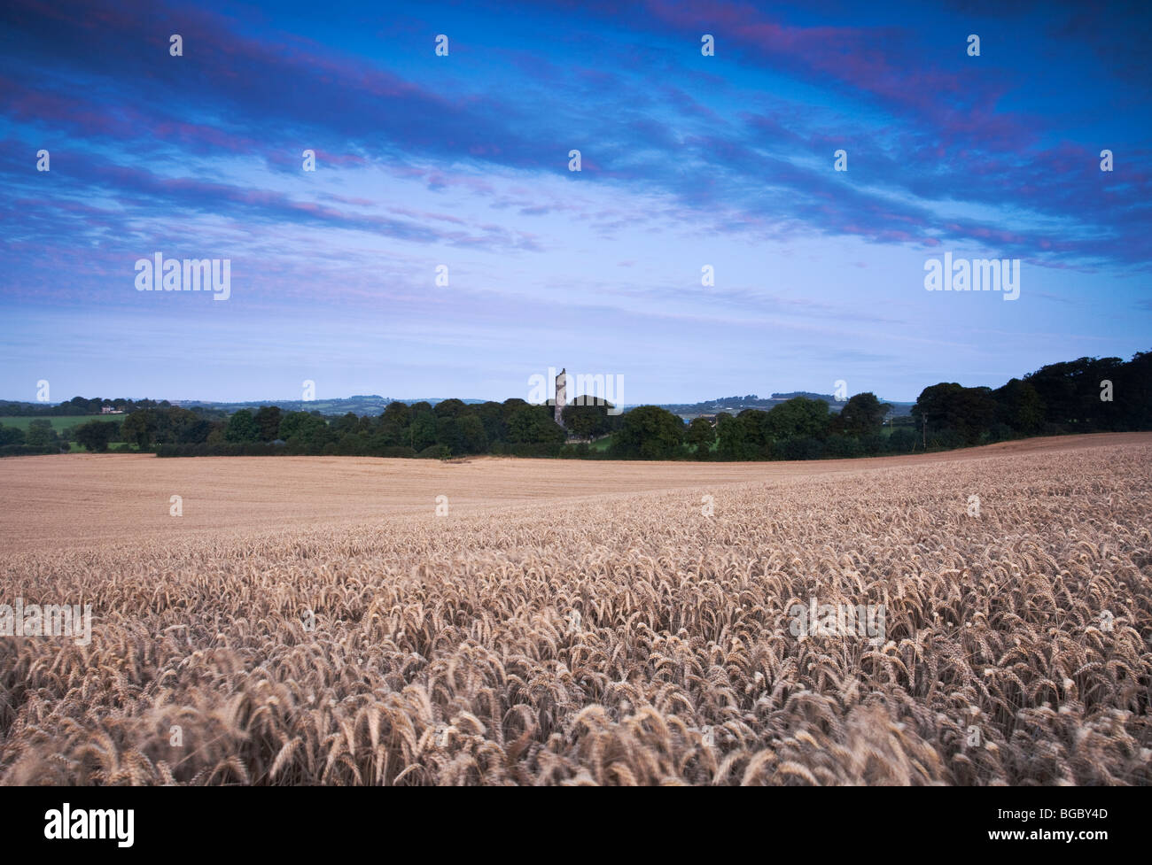 Rundturm an Monasterboice County Louth, umgeben von einem Feld von Weizen Stockfoto