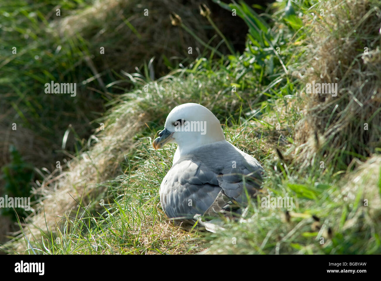 Eissturmvogel (Fulmarus glacialis) am Nest. Northumberland, Großbritannien. Mai. Stockfoto