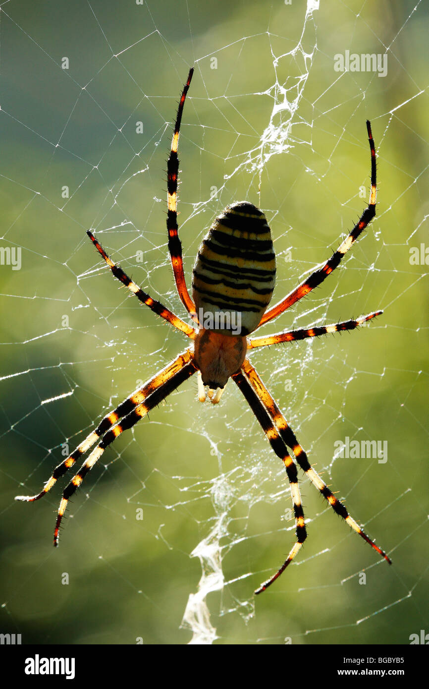Schwarz-gelbe Argiope, schwarz und gelb Kreuzspinne (Argiope Bruennichi), Weibchen in sein Netz. Stockfoto
